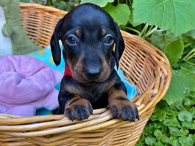 Dachshund puppy for sale