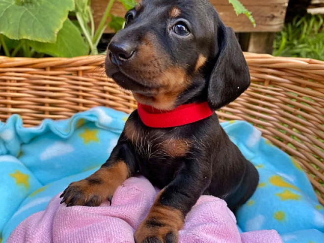 Dachshund puppy for sale