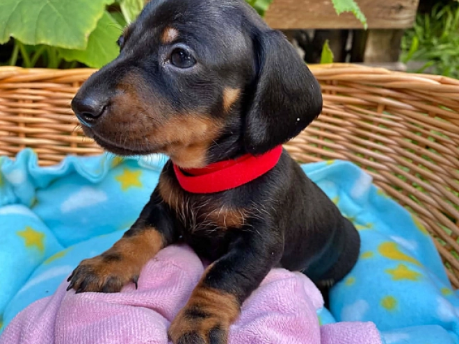Dachshund puppy for sale