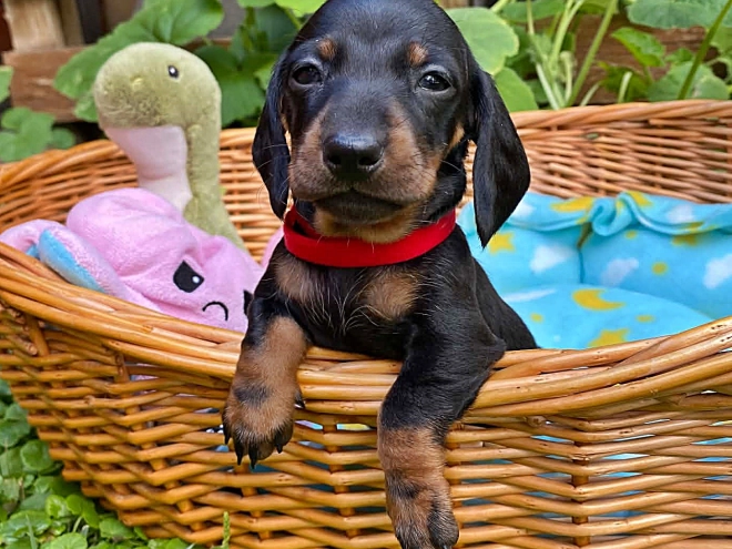 Dachshund puppy for sale