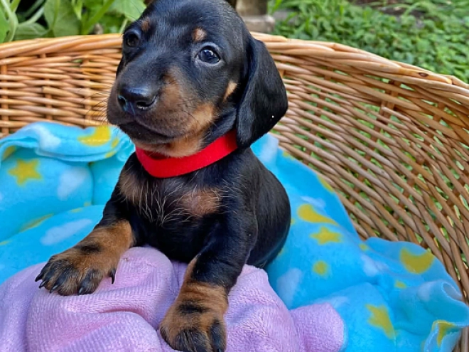 Dachshund puppy for sale