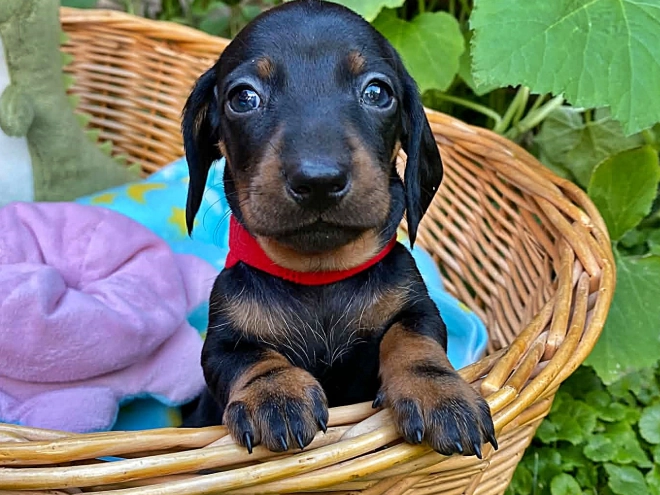 Dachshund puppy for sale