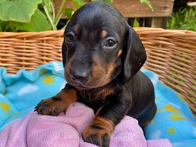Dachshund puppy for sale