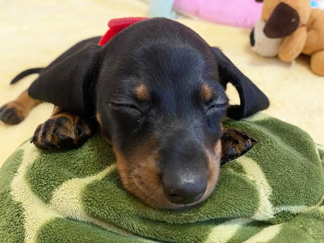 Dachshund puppy for sale