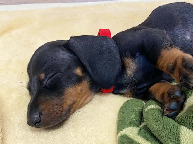 Dachshund puppy for sale