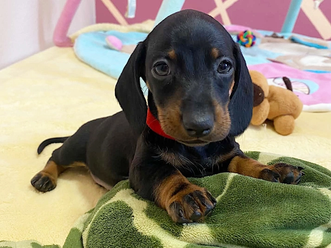 Dachshund puppy for sale