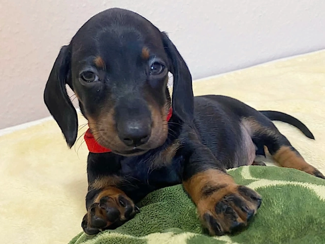 Dachshund puppy for sale