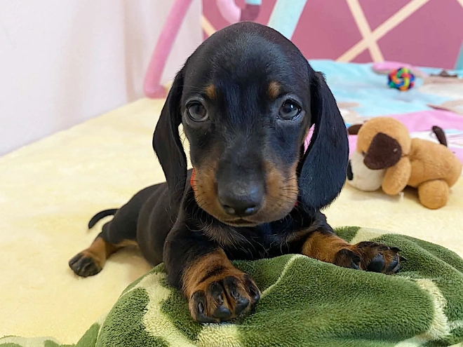 Dachshund puppy for sale