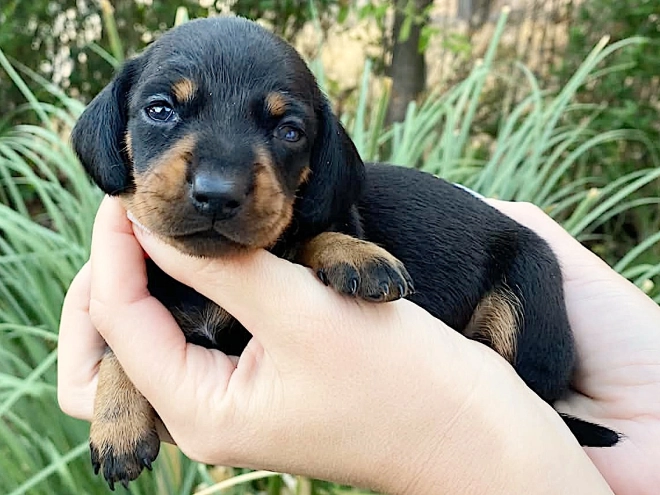 Dachshund puppy for sale
