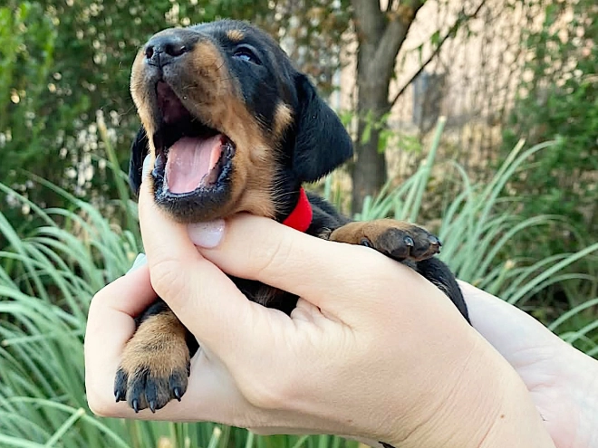 Dachshund puppy for sale
