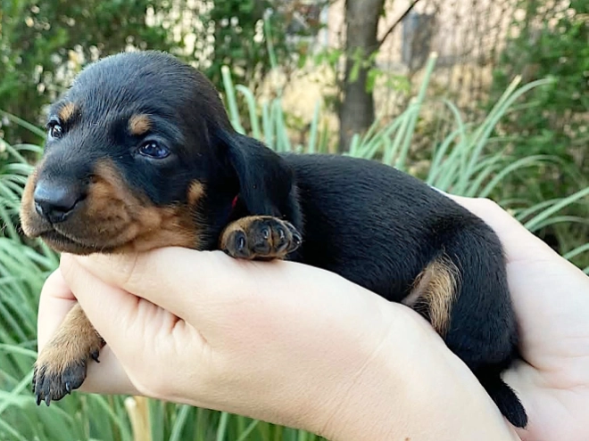 Dachshund puppy for sale