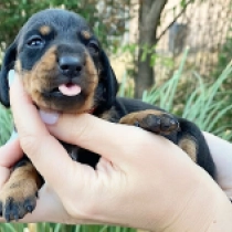 Longer – miniature, black and tan Dachshund for sale