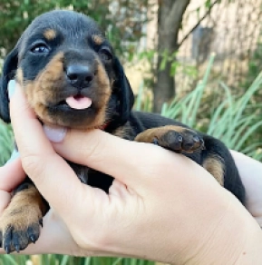 Dachshund puppy for sale