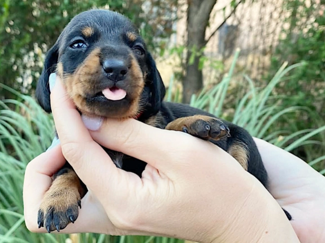 Dachshund puppy for sale