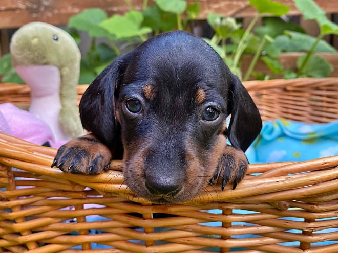 Dachshund puppy for sale