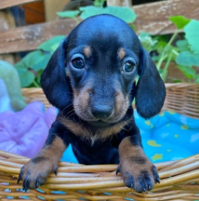 Dachshund puppy for sale