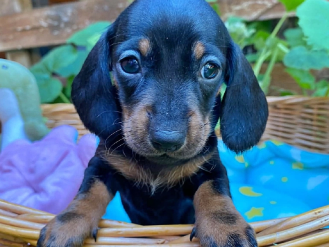 Dachshund puppy for sale