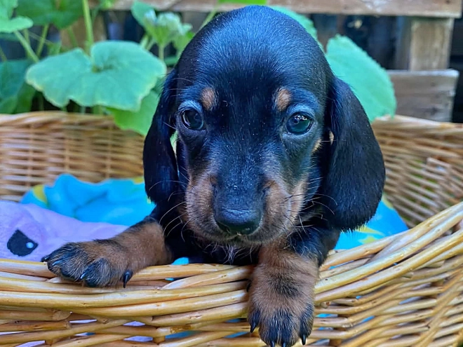 Dachshund puppy for sale