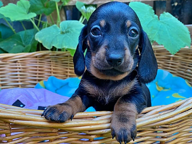 Dachshund puppy for sale
