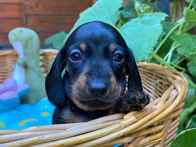 Dachshund puppy for sale