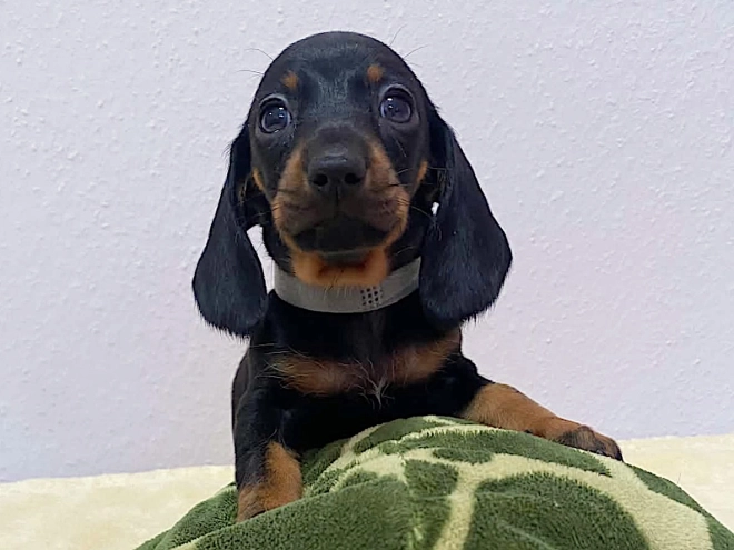 Dachshund puppy for sale