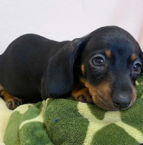 Dachshund puppy for sale