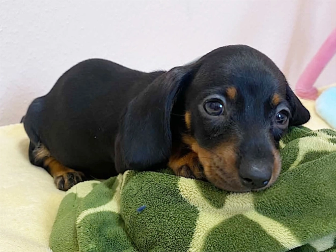 Dachshund puppy for sale