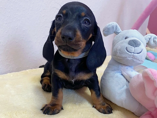 Dachshund puppy for sale