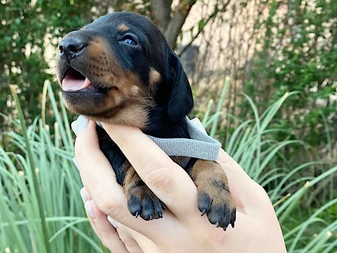 Dachshund puppy for sale