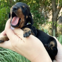 Nike – miniature, black and tan Dachshund for sale
