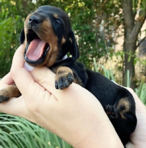Dachshund puppy for sale