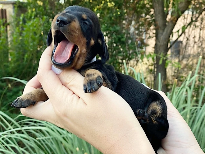 Dachshund puppy for sale