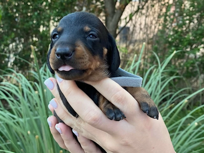 Dachshund puppy for sale