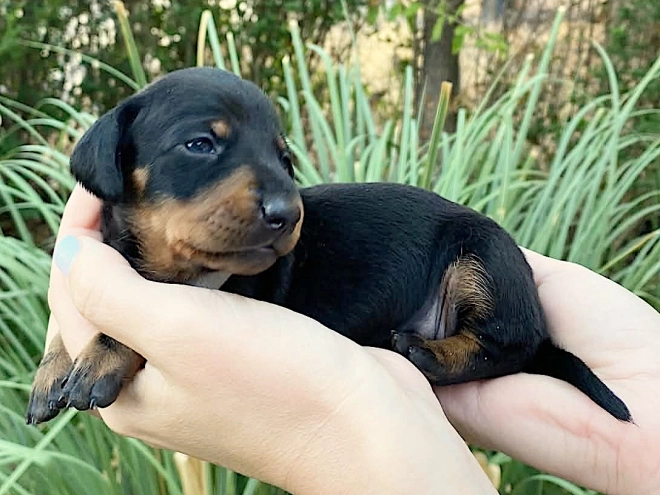 Dachshund puppy for sale