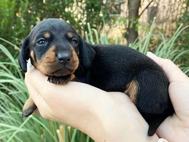 Dachshund puppy for sale
