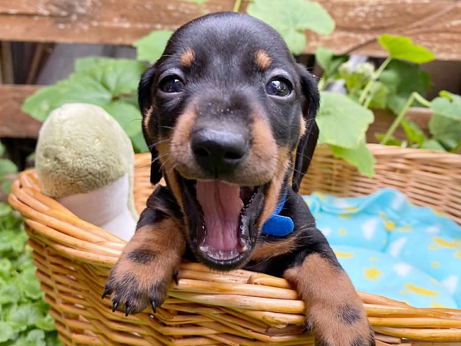 Dachshund puppy for sale