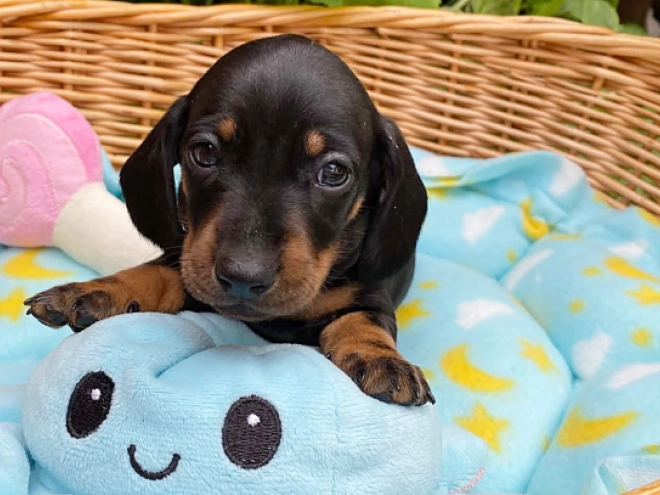 Dachshund puppy for sale