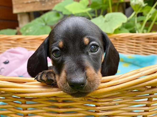 Dachshund puppy for sale