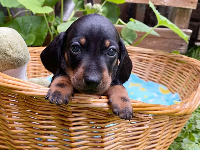 Dachshund puppy for sale