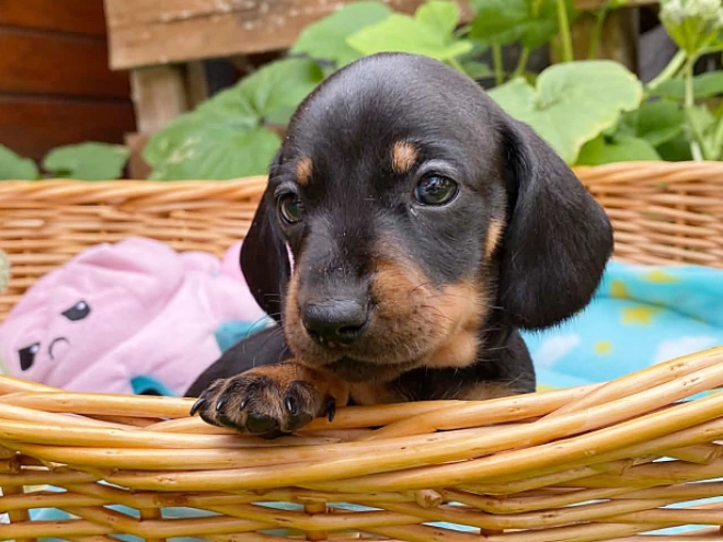 Dachshund puppy for sale