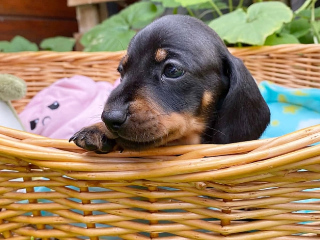 Dachshund puppy for sale