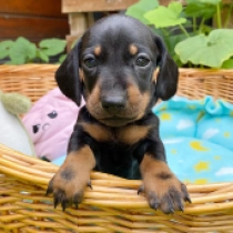 Chat – miniature, black and tan Teckel en venta