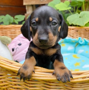 Dachshund puppy for sale