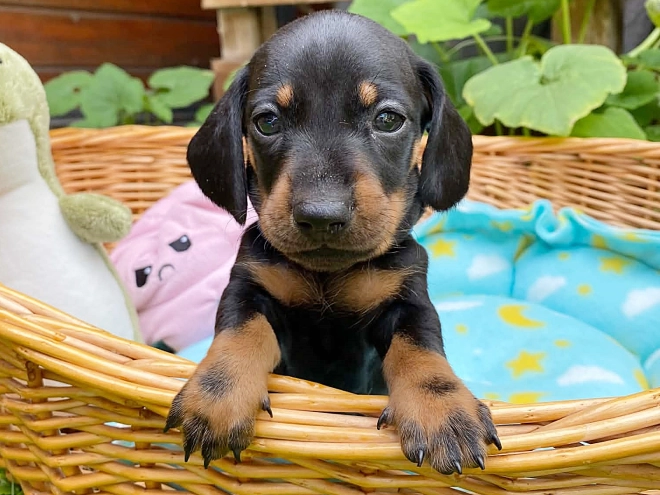 Dachshund puppy for sale