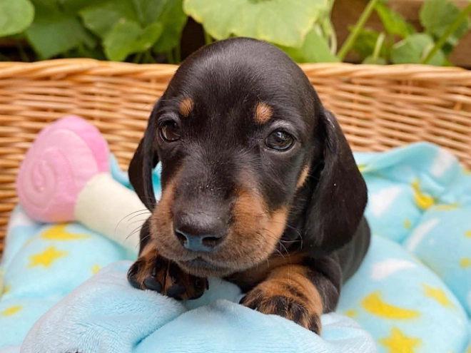 Dachshund puppy for sale