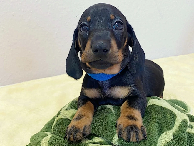 Dachshund puppy for sale