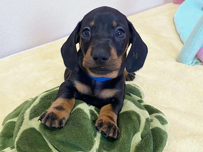 Dachshund puppy for sale