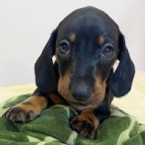 Chat – miniature, black and tan Dackel Welpen kaufen