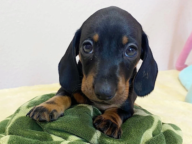 Dachshund puppy for sale