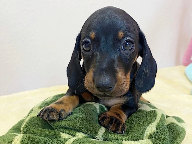 Dachshund puppy for sale